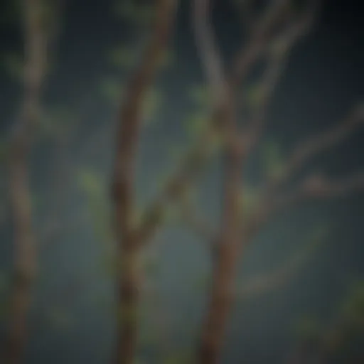 Detailed illustration of plant stems showcasing branching patterns