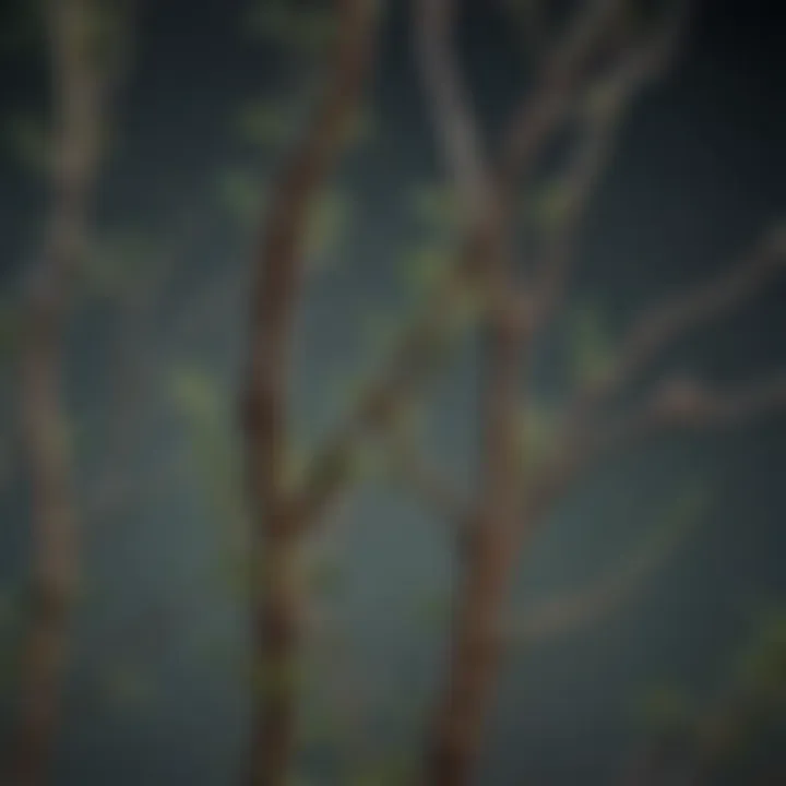Detailed illustration of plant stems showcasing branching patterns