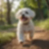 A playful Maltese dog in a sunny park