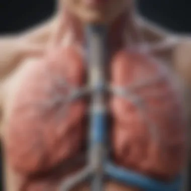 Lung Anatomy Highlighting COPD Illustration of lung anatomy highlighting COPD