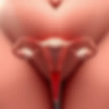 Understanding the Size of an Ovary Summary