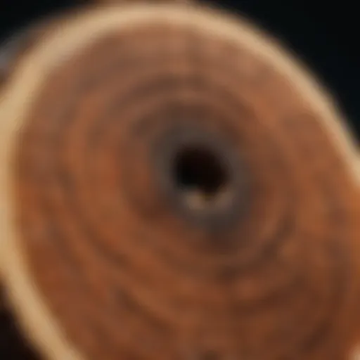 Cross-section view of timber showcasing growth rings and cellular structure
