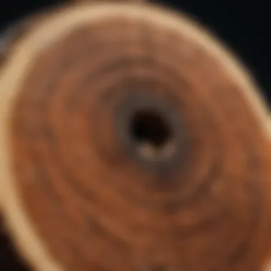 Timber Cross-section Analysis Cross-section view of timber showcasing growth rings and cellular structure