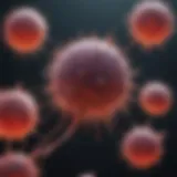 Representation of lymphoblasts in acute lymphoblastic leukemia