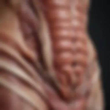 Anatomy of the upper abdomen highlighting key organs