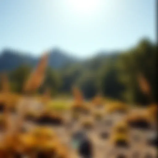 A sunlit landscape symbolizing natural sources of Vitamin D.