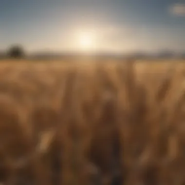 Drought-resistant wheat varieties in a field