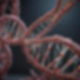 Molecular structure of DNA repair mechanism